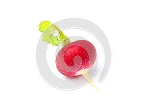 Fresh radish isolated closeup.