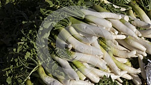 Fresh Radish with leaves display for sale