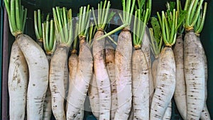 Fresh radish