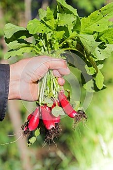 Fresh radish vegetables harvest crop in man hand the garden outd