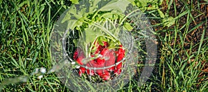 Fresh radish vegetables harvest crop water washing in the garden