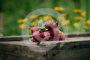 Fresh radish on a wooden box in the home garden. Green background from flowers and grass. Organic fresh vegetables.