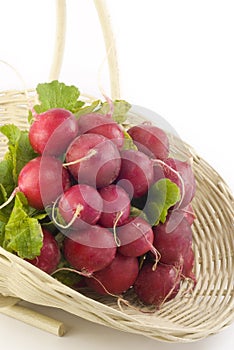 Fresh Radishes in a Basket