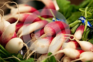 Fresh Radishes at Farmer`s Market