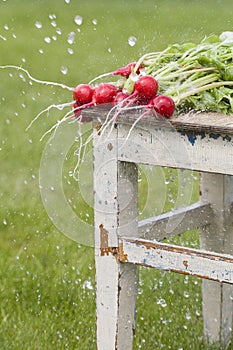 Fresh radishes on old wooden chair with water drops