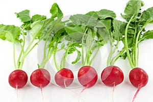 Fresh radishes in a row