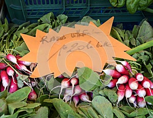 Fresh radishes on sale in the Cours Saleya Market in the old town of Nice, France photo