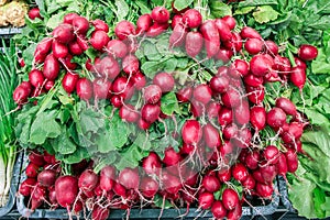 fresh radishes