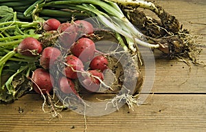 Fresh radishes and scallions photo