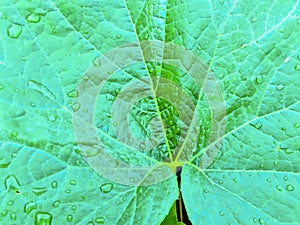 Fresh rain drops in close up view on green plant leaves