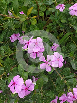 Fresh Rain-Kissed Pink Periwinkle Flower