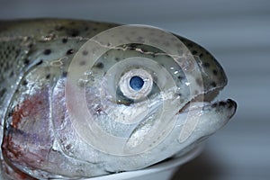 Fresh rainbow trout.