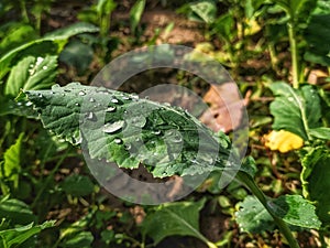 Fresh raindrops on Collard greens leaf