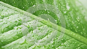 Fresh Raindrops or dew drop on green banana leaf after rainy day