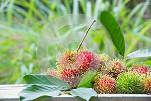 Fresh rambutan in agriculture farm