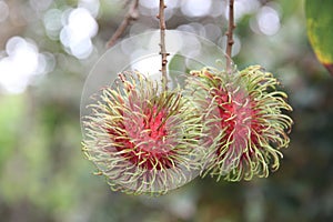 Fresh rambutan fruits on tree.