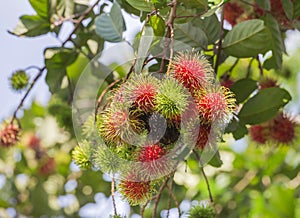 Fresh Rambutan Nephelium lappaceum tropical fruits hanging on brunch tree