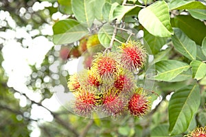 Fresh rambutans with green leaf on the tree in the garden