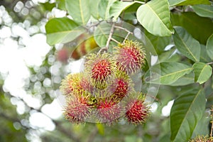 fresh rambutans with green leaf on the tree in the garden