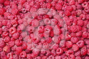 Fresh raspberries