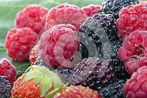 Fresh raspberries blackberries and strawberries