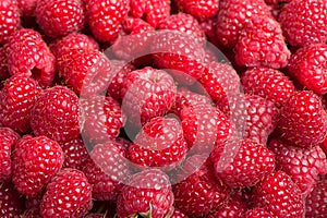 Fresh raspberries