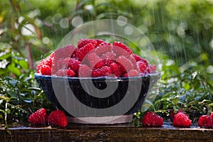 Fresh raspberries in the rain