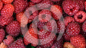 Delicious red raspberries