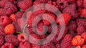 Fresh red-fruited raspberries