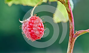 Fresh raspberries