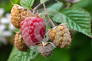 Fresh raspberries ripening in summer