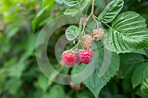 Fresh raspberries ripening in summer
