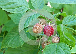 Fresh raspberries ripening on the vine