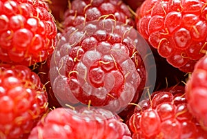 Fresh raspberry
