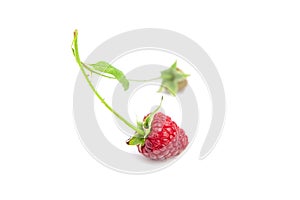 Fresh raspberry fruit on stem with green leaf isolated on white