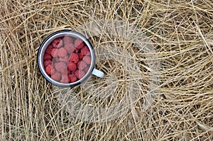 Fresh raspberry fruits in white enamel cup over hay. Top view.