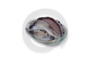 Fresh raw abalone