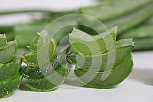 Fresh Raw Aloe Vera Leaves on Table After Harvest