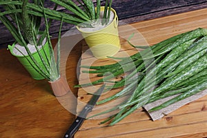 Fresh Raw Aloe Vera on Table After Harvest