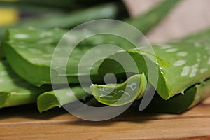 Fresh Raw Aloe Vera on Table After Harvest