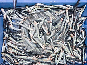 Fresh raw anchovy fish on ice for sale at local market in Ibiza, Spain