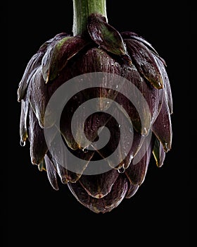 Fresh raw artichokes on black background.