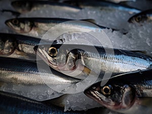 Fresh raw atlantic herring fish on ice. Several uncut recently caught fish on the counter of a supermarket or