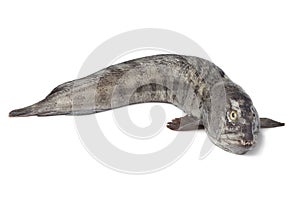 Fresh raw Atlantic wolffish