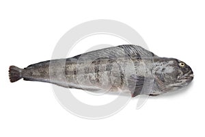 Fresh raw Atlantic wolffish