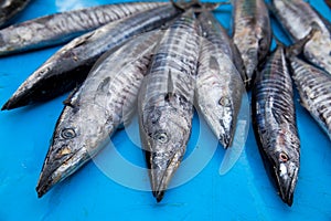 Fresh raw barracuda fish in market