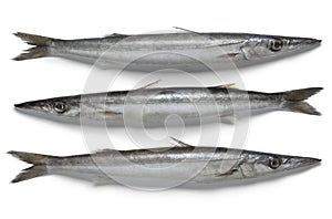 Fresh raw barracuda fish