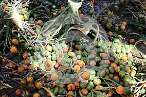 Fresh raw betel nut stock Photography