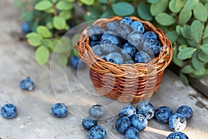 Fresh raw blueberries with leaves on wooden background in garden. Organic bilberry food.