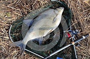 Fresh raw bream in springtime in landing net next to angling rod